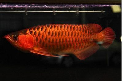 紅龍魚生長多少年停止生長：紅龍魚生長速度受哪些因素影響