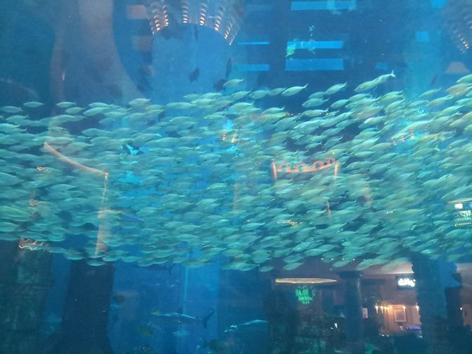 來賓水族館vs祥龍魚場（來賓水族館與祥龍魚場的區別）
