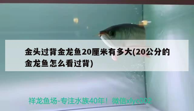 金頭過背金龍魚20厘米有多大(20公分的金龍魚怎么看過背)