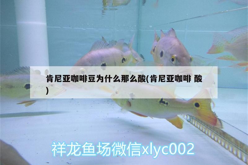 肯尼亞咖啡豆為什么那么酸(肯尼亞咖啡酸)