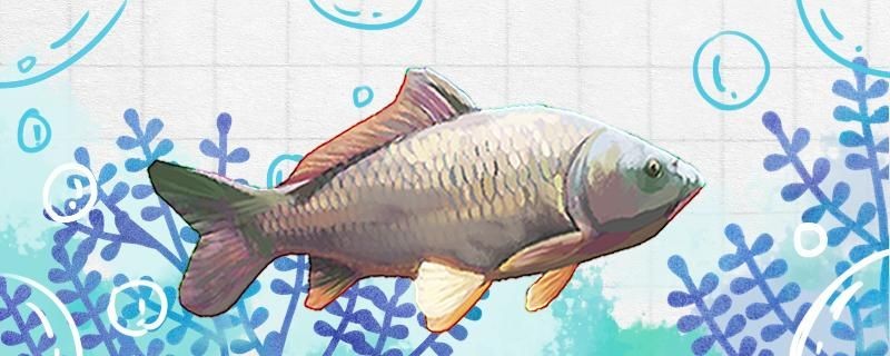 鯉魚為什么死那么快