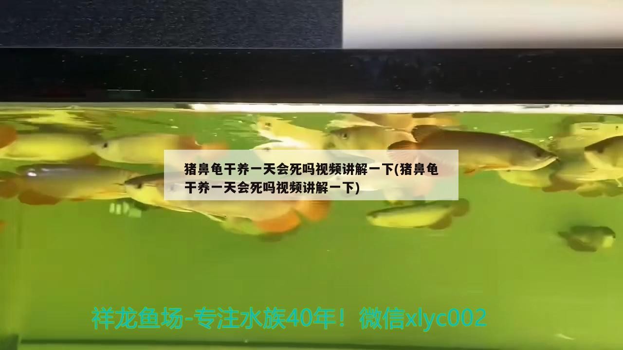 豬鼻龜干養一天會死嗎視頻講解一下(豬鼻龜干養一天會死嗎視頻講解一下)