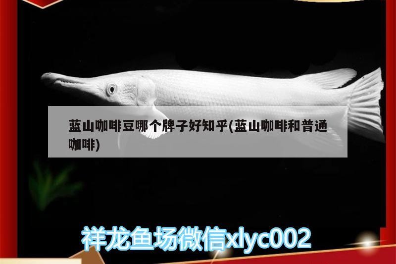 藍(lán)山咖啡豆哪個(gè)牌子好知乎(藍(lán)山咖啡和普通咖啡)