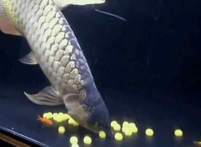 發財龍魚的擺放位置