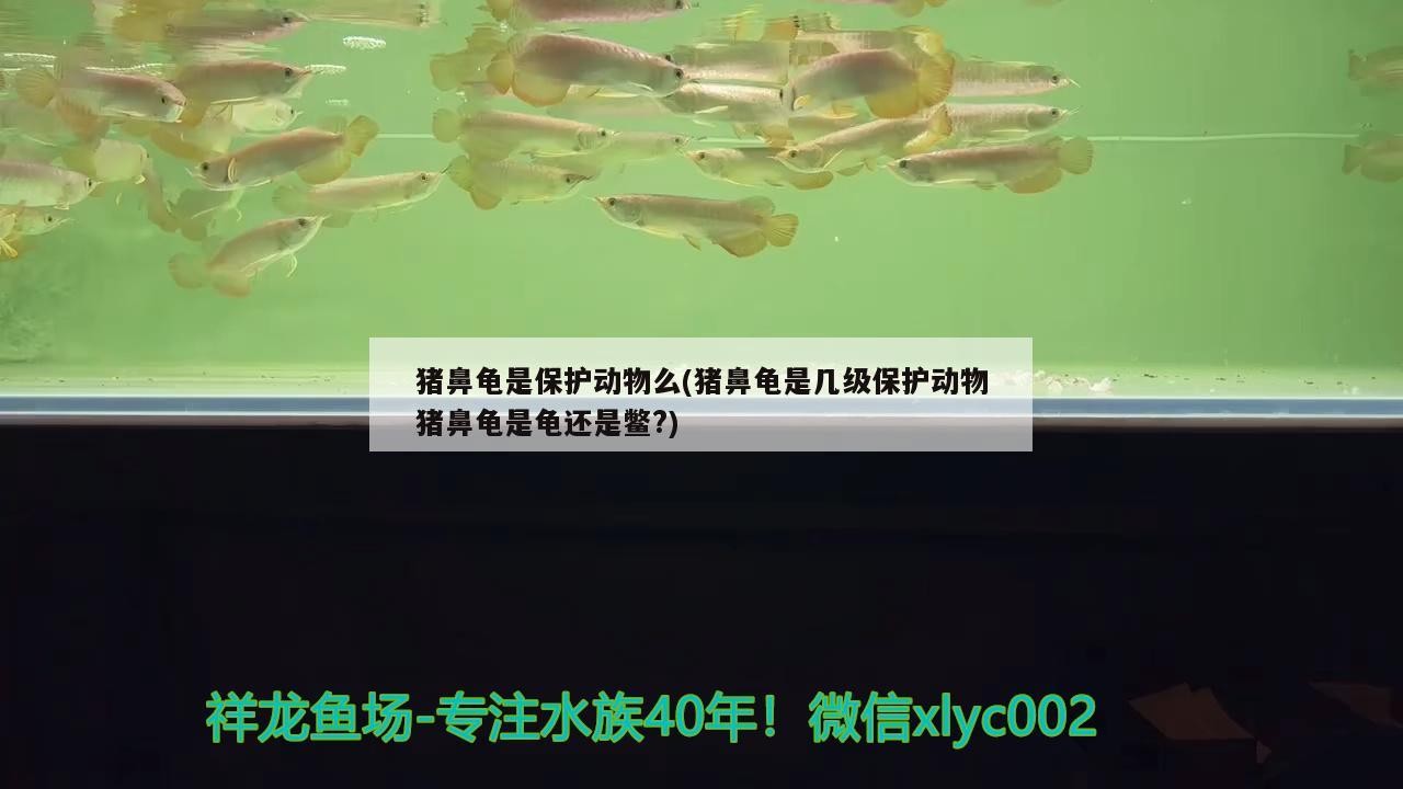 豬鼻龜是保護動物么(豬鼻龜是幾級保護動物豬鼻龜是龜還是鱉?)