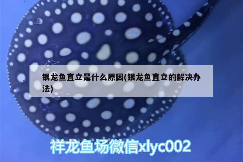 銀龍魚直立是什么原因(銀龍魚直立的解決辦法)