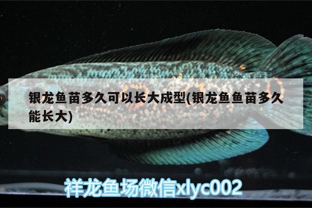 銀龍魚苗多久可以長大成型(銀龍魚魚苗多久能長大)