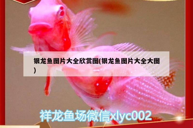 銀龍魚圖片大全欣賞圖(銀龍魚圖片大全大圖)