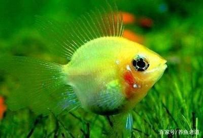 白點(diǎn)病30度為啥還會(huì)爆發(fā)（為什么魚(yú)在30度的水中仍然出現(xiàn)白點(diǎn)？）