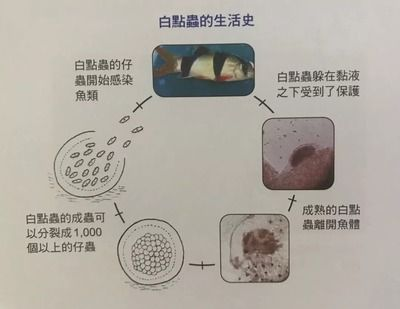 白點(diǎn)病30度為啥還會(huì)爆發(fā)（為什么魚(yú)在30度的水中仍然出現(xiàn)白點(diǎn)？）