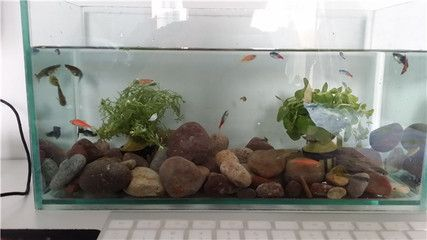 玻璃小魚缸養魚能活嗎：如何在小魚缸中養魚？