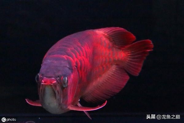 如何預防魟魚跳缸技巧：如何預防魟魚跳缸