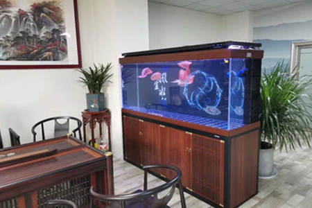 徐州觀賞魚基地有哪些品種的