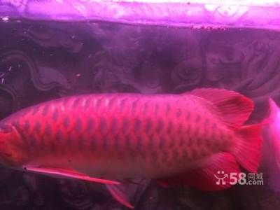 紅龍魚苗發色期光照管理：紅龍魚發色期光照管理的實用技巧和建議紅龍魚苗發色期光照管理
