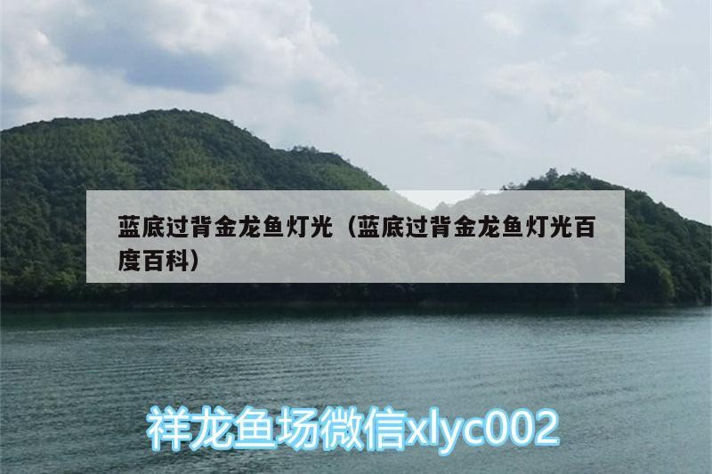 藍底過背金龍魚燈光（藍底過背金龍魚燈光百度百科）