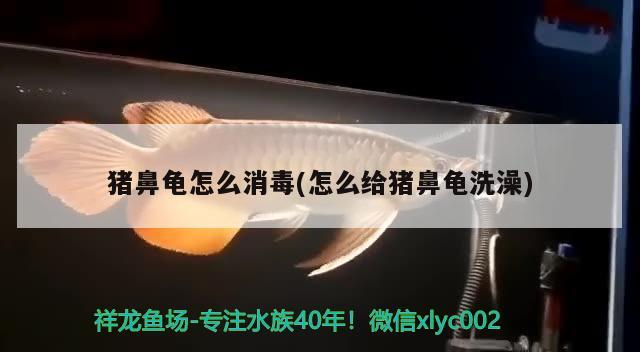 豬鼻龜怎么消毒(怎么給豬鼻龜洗澡)