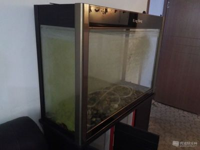 800長350寬500高的魚缸用什么過濾：魚缸過濾器怎么選？