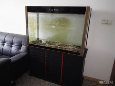 800長350寬500高的魚缸用什么過濾：魚缸過濾器怎么選？