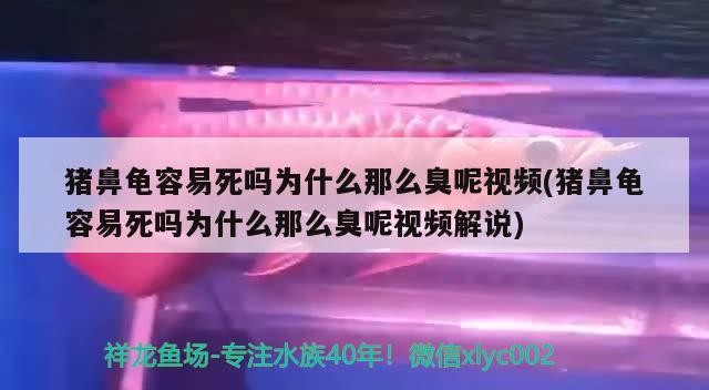 豬鼻龜容易死嗎為什么那么臭呢視頻(豬鼻龜容易死嗎為什么那么臭呢視頻解說)