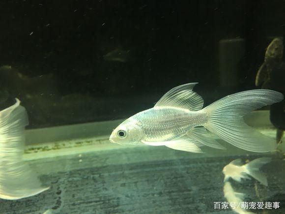紅龍魚和蝴蝶鯉混養好嗎：紅龍魚和蝴蝶鯉可以混養嗎