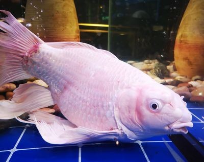 紅龍魚和蝴蝶鯉混養好嗎：紅龍魚和蝴蝶鯉可以混養嗎