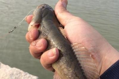 虎魚值錢嗎