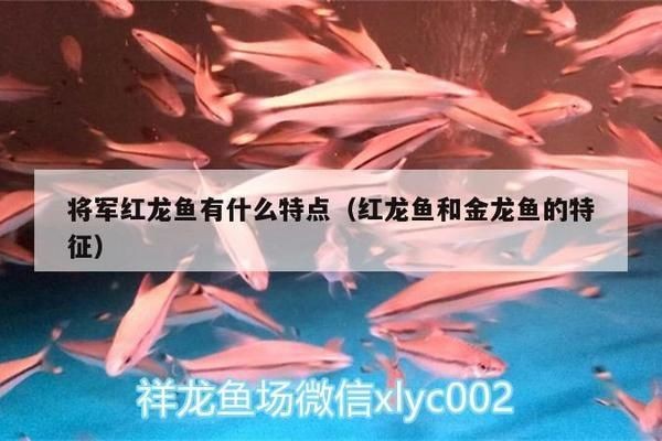 如何鑒別紅龍魚性別：如何鑒別紅龍魚的性別