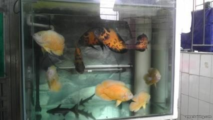 虎魚能和地圖一起養嗎:虎魚可以與地圖魚一起養嗎,虎魚能與地圖魚一起養嗎 虎魚百科 第1張 虎魚能和地圖一起養嗎:虎魚可以與地圖魚一起養嗎,虎魚能與地圖魚一起養嗎 虎魚能和地圖一起養嗎:虎魚可以與地圖魚一起養嗎,虎魚能與地圖魚一起養嗎 虎魚百科 第1張