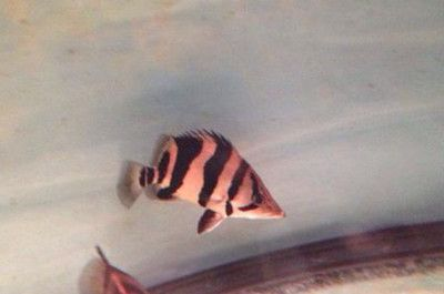 虎魚苗溫度多少合適冬天：虎魚苗水溫多少合適冬天養？