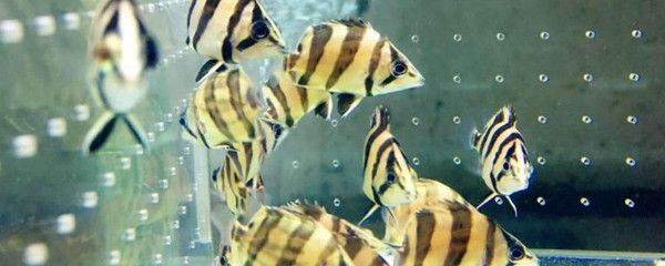 虎魚苗溫度多少合適冬天：虎魚苗水溫多少合適冬天養？