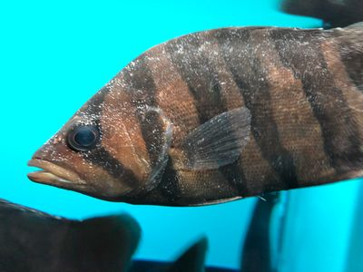 虎魚身上長白點圖片和顏色：虎魚身上長白點可能是由于以下幾種原因和解決方案