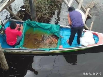 印尼虎魚怎么喂凍蝦視頻：印尼虎魚怎么喂凍蝦