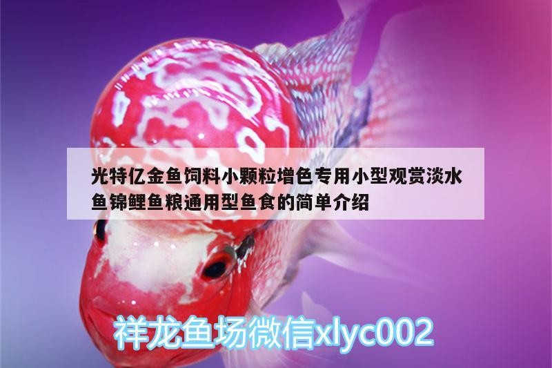 金龍魚咬鸚鵡魚（金龍魚總咬混養的魚，鸚鵡魚，咬下魚鰭就直）