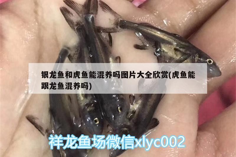 銀龍魚和虎魚能混養(yǎng)嗎圖片大全欣賞(虎魚能跟龍魚混養(yǎng)嗎)