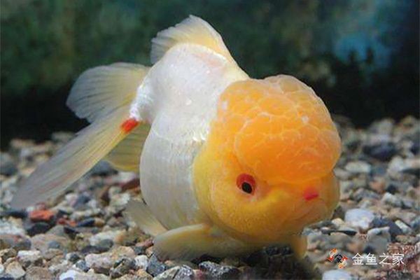 金龍魚疾病早期癥狀識別：金龍魚疾病早期癥狀包括金龍魚的早期癥狀包括鰭條基部充血