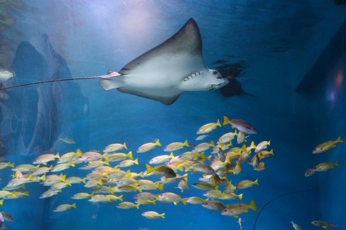 魟魚(yú)邊緣有鋸齒狀發(fā)白：魟魚(yú)邊緣有鋸齒狀發(fā)白怎么辦