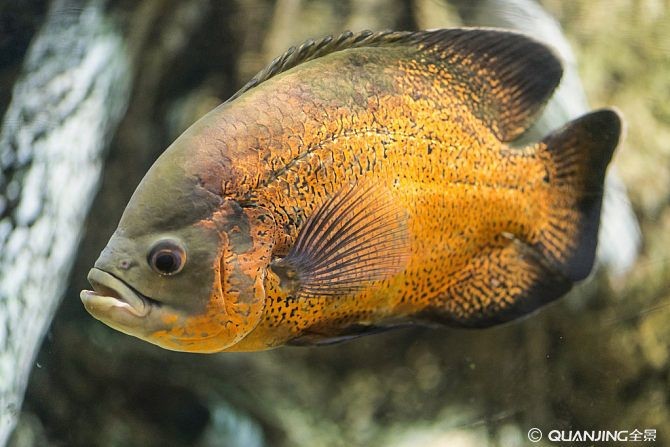 虎魚有攻擊性嗎：虎魚與老虎魚是不同的物種