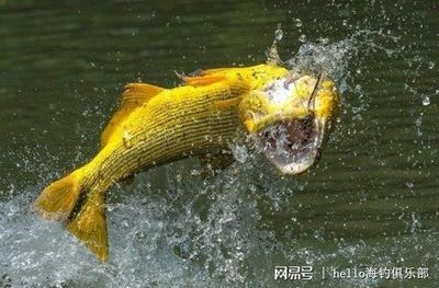 虎魚有攻擊性嗎：虎魚與老虎魚是不同的物種