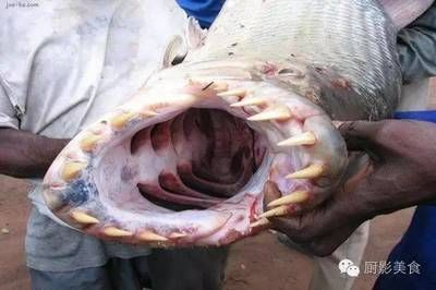 虎魚有攻擊性嗎：虎魚與老虎魚是不同的物種