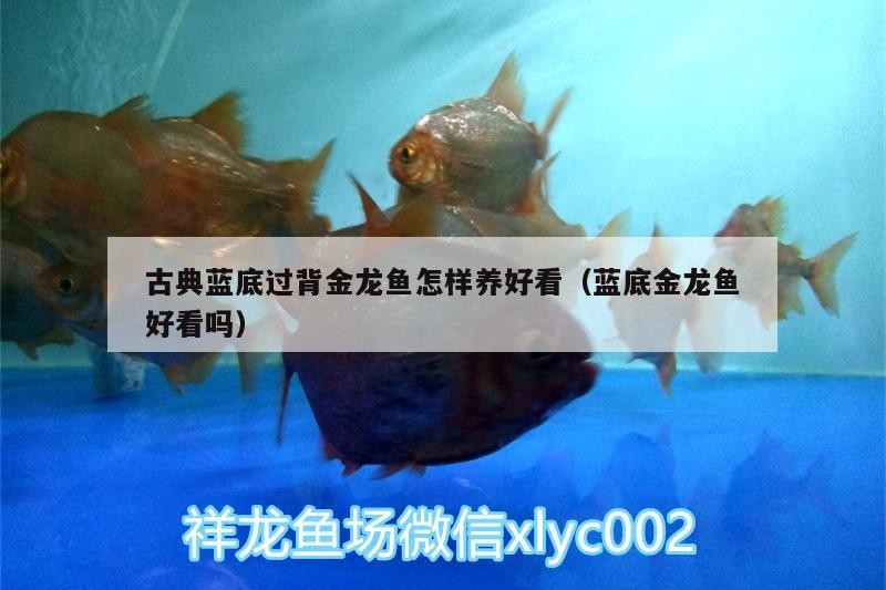 古典藍底過背金龍魚怎樣養(yǎng)好看（藍底金龍魚好看嗎）