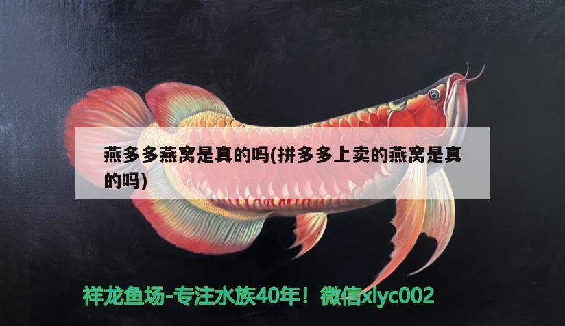自制魚缸供氧 魚缸如何自制氧氣