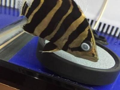 虎魚蒙眼嚴重能不能下甲硝銼：虎魚蒙眼嚴重的情況下可以考慮使用甲硝銼治療嗎