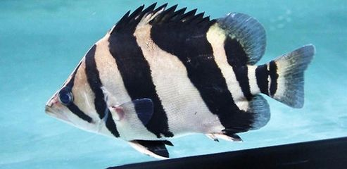 虎魚蒙眼嚴重能不能下甲硝銼：虎魚蒙眼嚴重的情況下可以考慮使用甲硝銼治療嗎