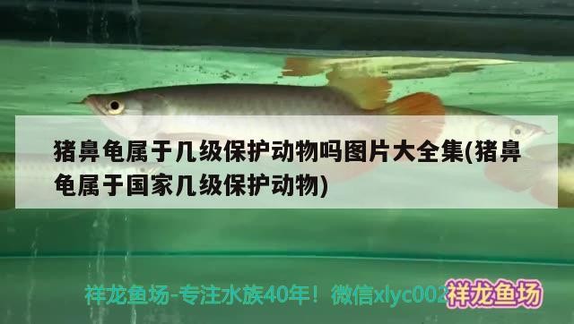 豬鼻龜屬于幾級保護動物嗎圖片大全集(豬鼻龜屬于國家幾級保護動物)
