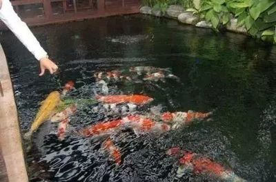 20條錦鯉需要多大的魚缸養：20條錦鯉飼養注意事項飼養錦鯉需要注意以下幾點