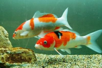 20條錦鯉需要多大的魚缸養：20條錦鯉飼養注意事項飼養錦鯉需要注意以下幾點