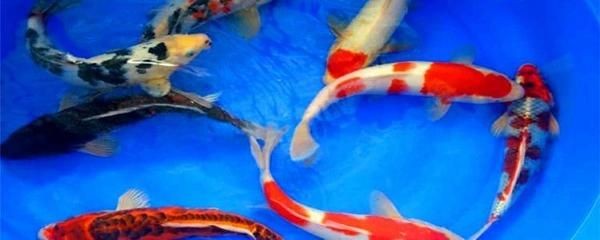 20條錦鯉需要多大的魚缸養：20條錦鯉飼養注意事項飼養錦鯉需要注意以下幾點