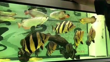 虎魚不吃食物能活多久：虎魚不吃食物能活多久虎魚不吃食物能活多久