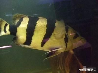 虎魚(yú)眼睛被咬起膜了：虎魚(yú)的眼睛被咬了怎么辦