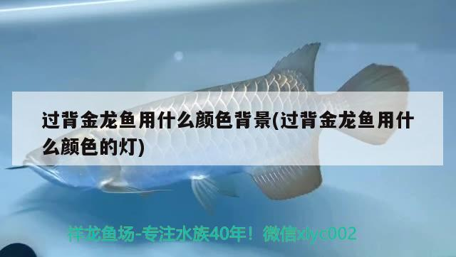 過背金龍魚用什么顏色背景(過背金龍魚用什么顏色的燈)
